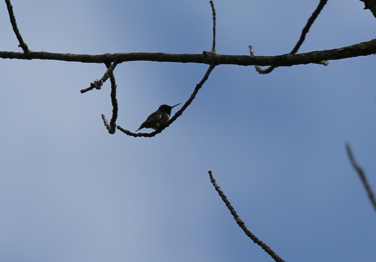 Ruby-throated Hummingbird - ML60592101