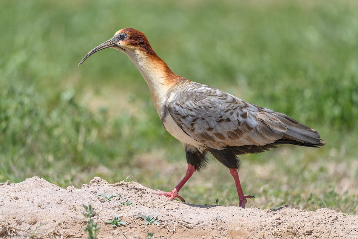 ibis šedokřídlý - ML605921501