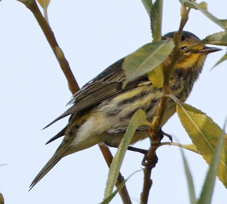 Cape May Warbler - ML605921521