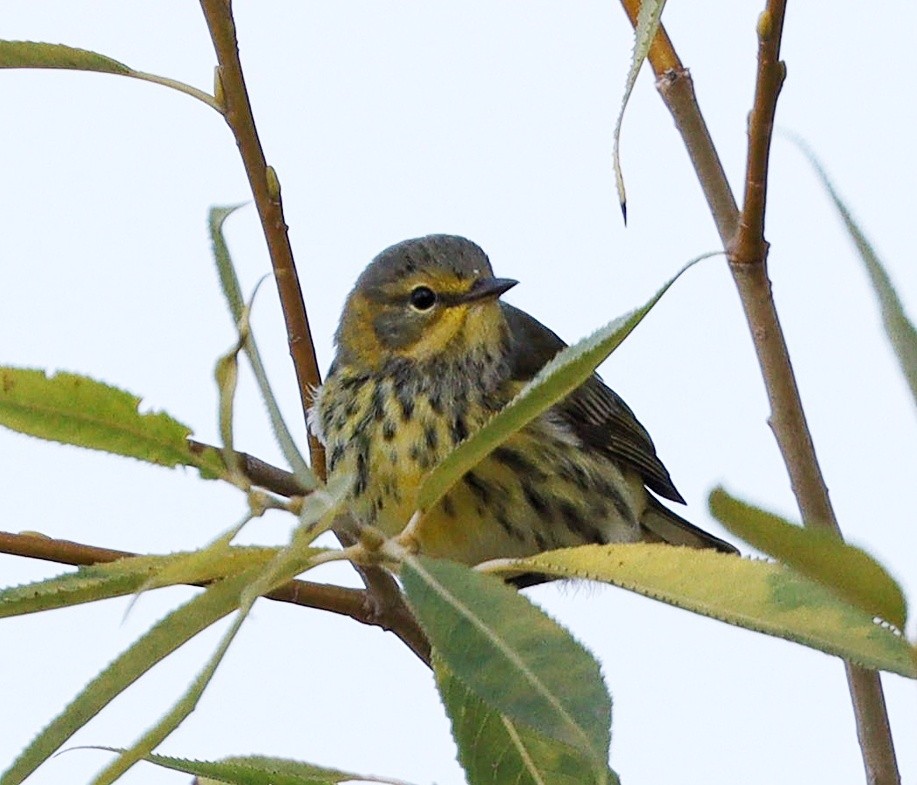 Cape May Warbler - ML605921531