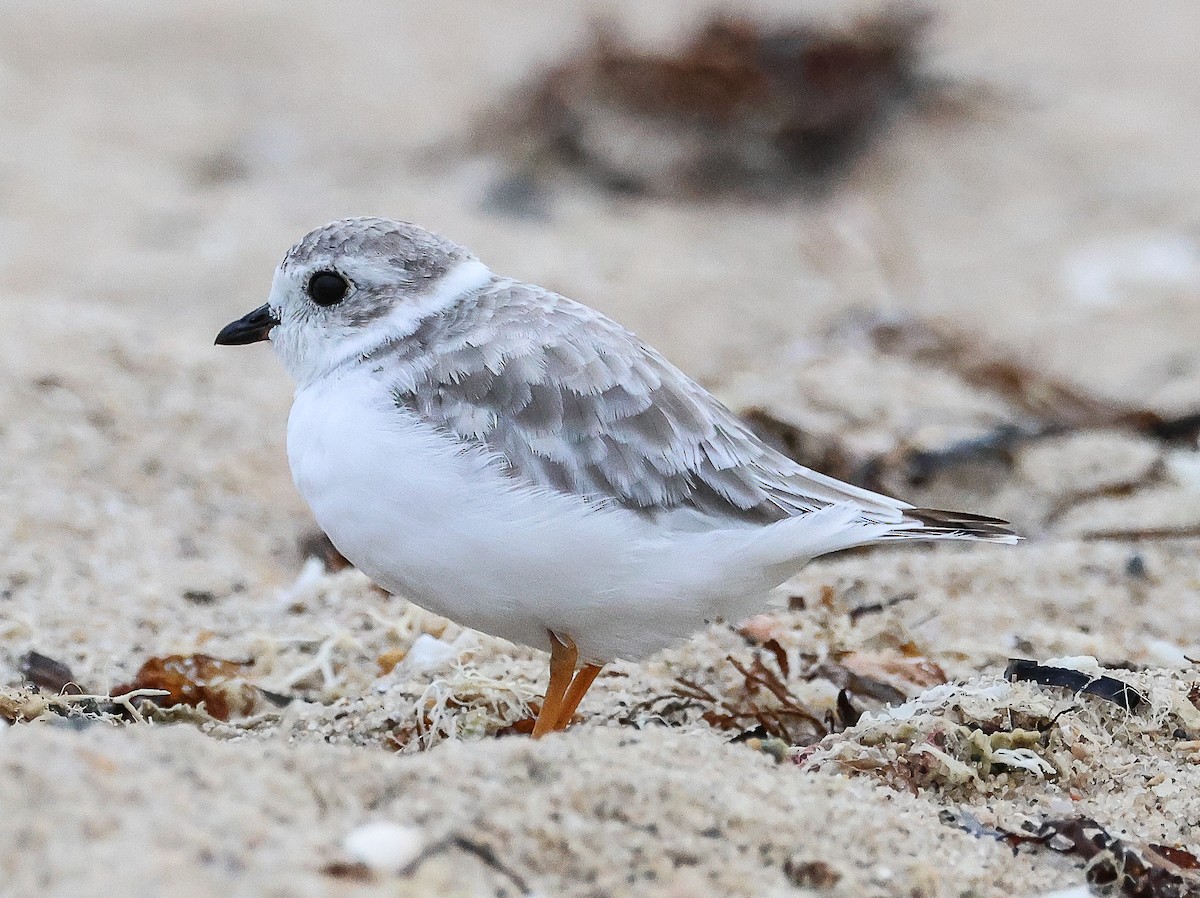 Piping Plover - ML605923471
