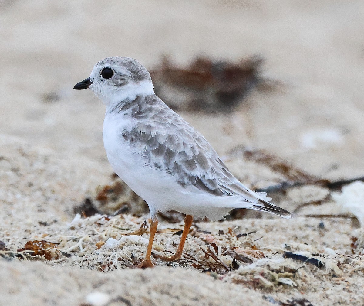 Piping Plover - ML605923481