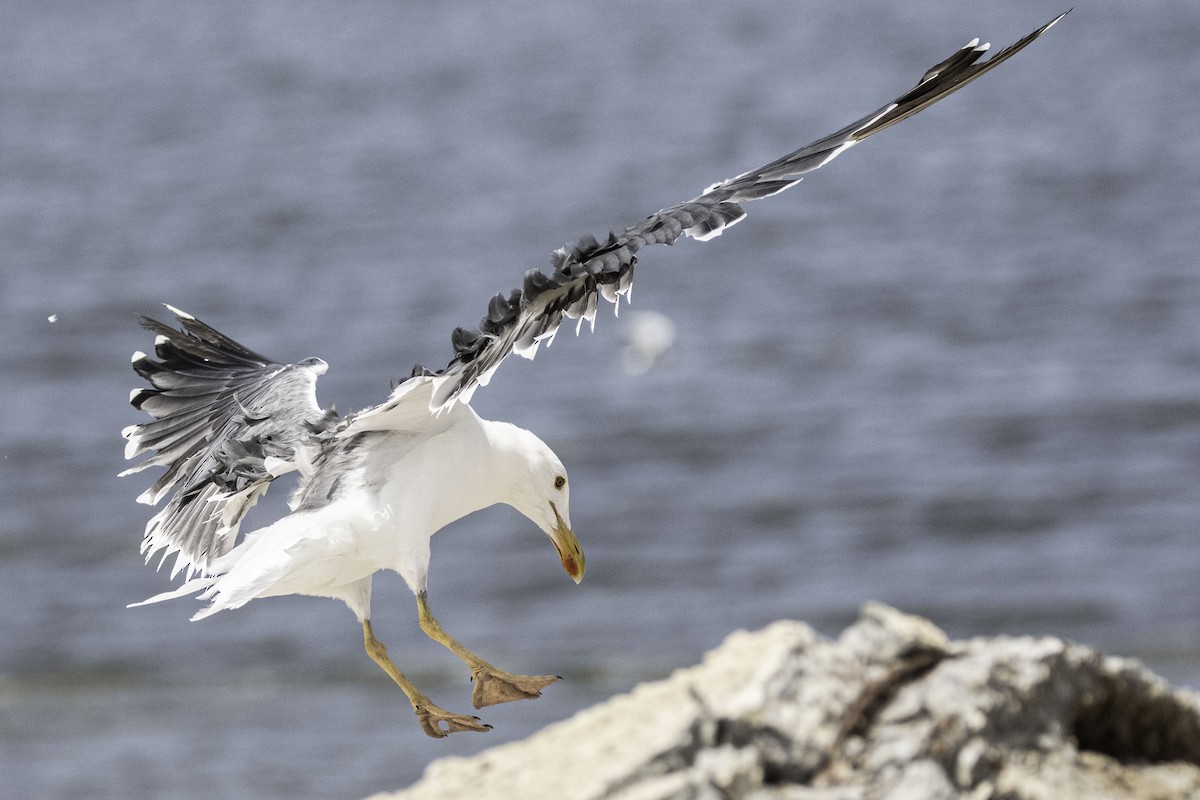 Yellow-footed Gull - ML605924231