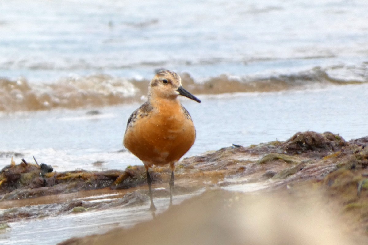 Red Knot - ML605924971