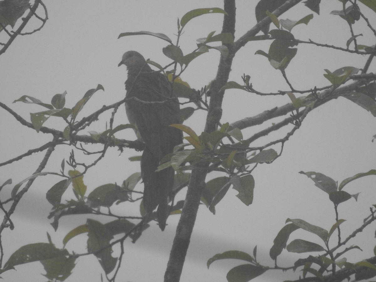 Barred Cuckoo-Dove - ML605925971