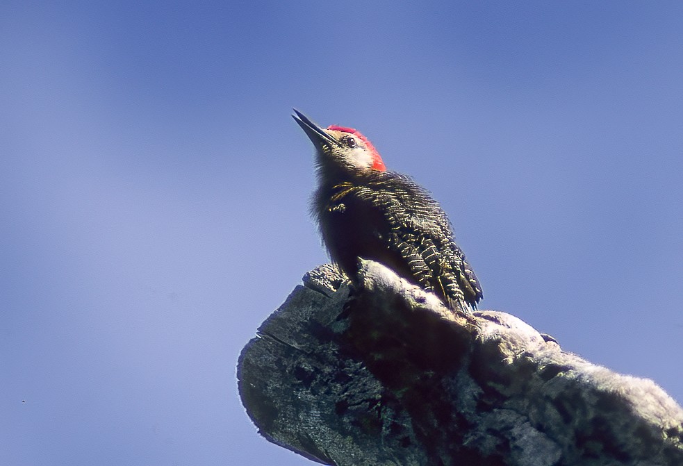 Jamaican Woodpecker - Francesco Veronesi