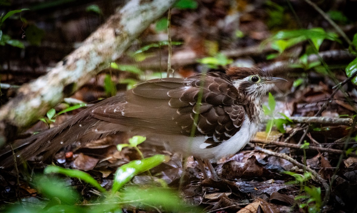 Pheasant Cuckoo - ML605932671