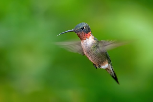 Ruby-throated Hummingbird