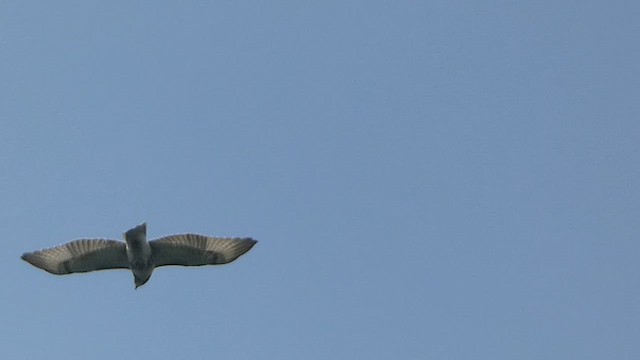 Red-tailed Hawk (borealis) - ML605935091