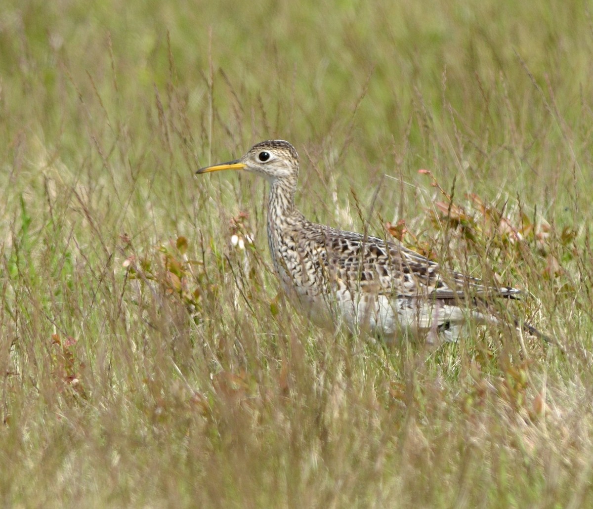 Upland Sandpiper - Woody Gillies