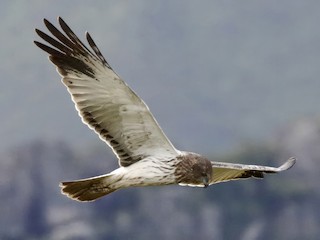 Papuan Harrier - eBird