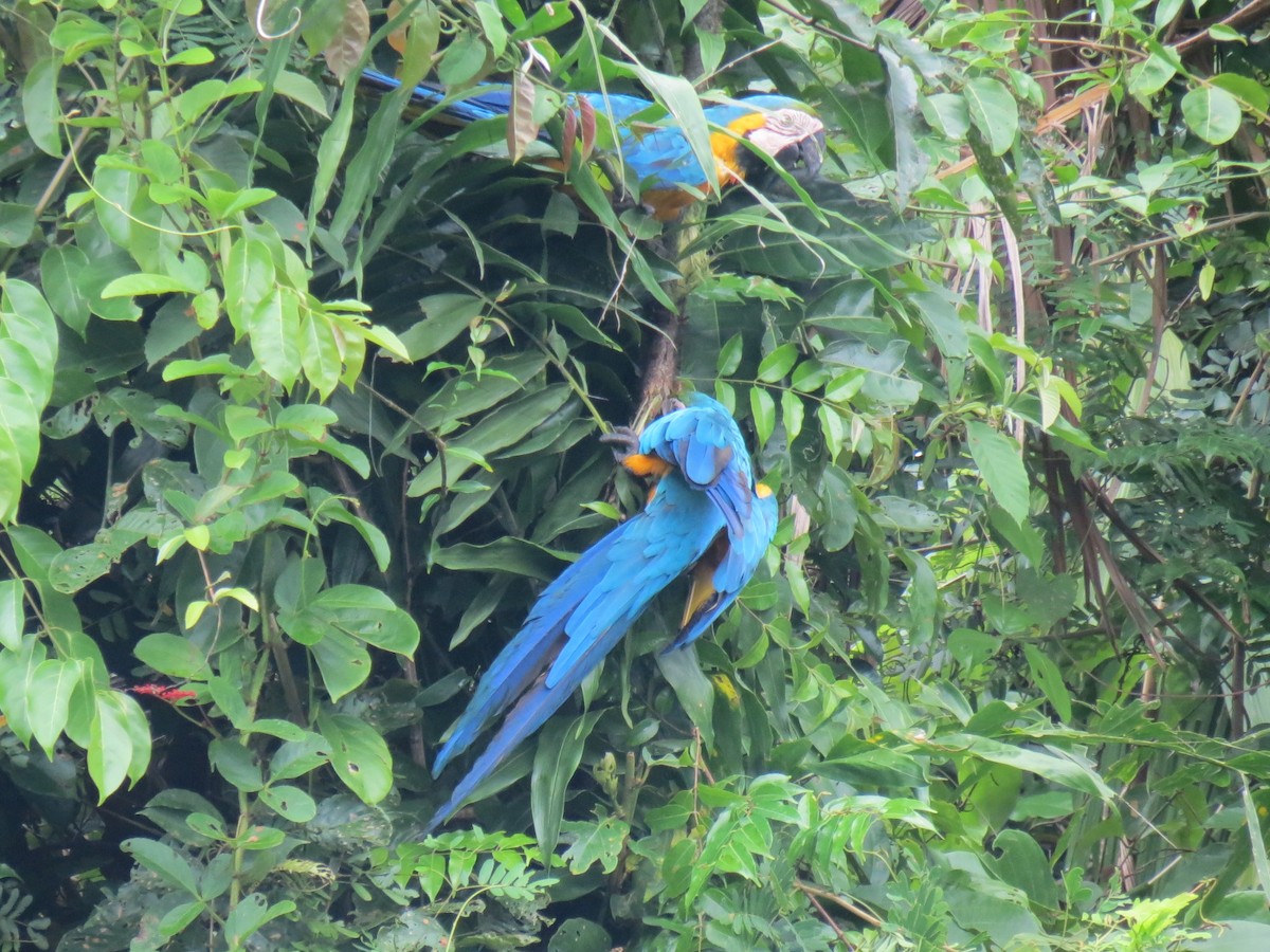 Blue-and-yellow Macaw - ML605940211