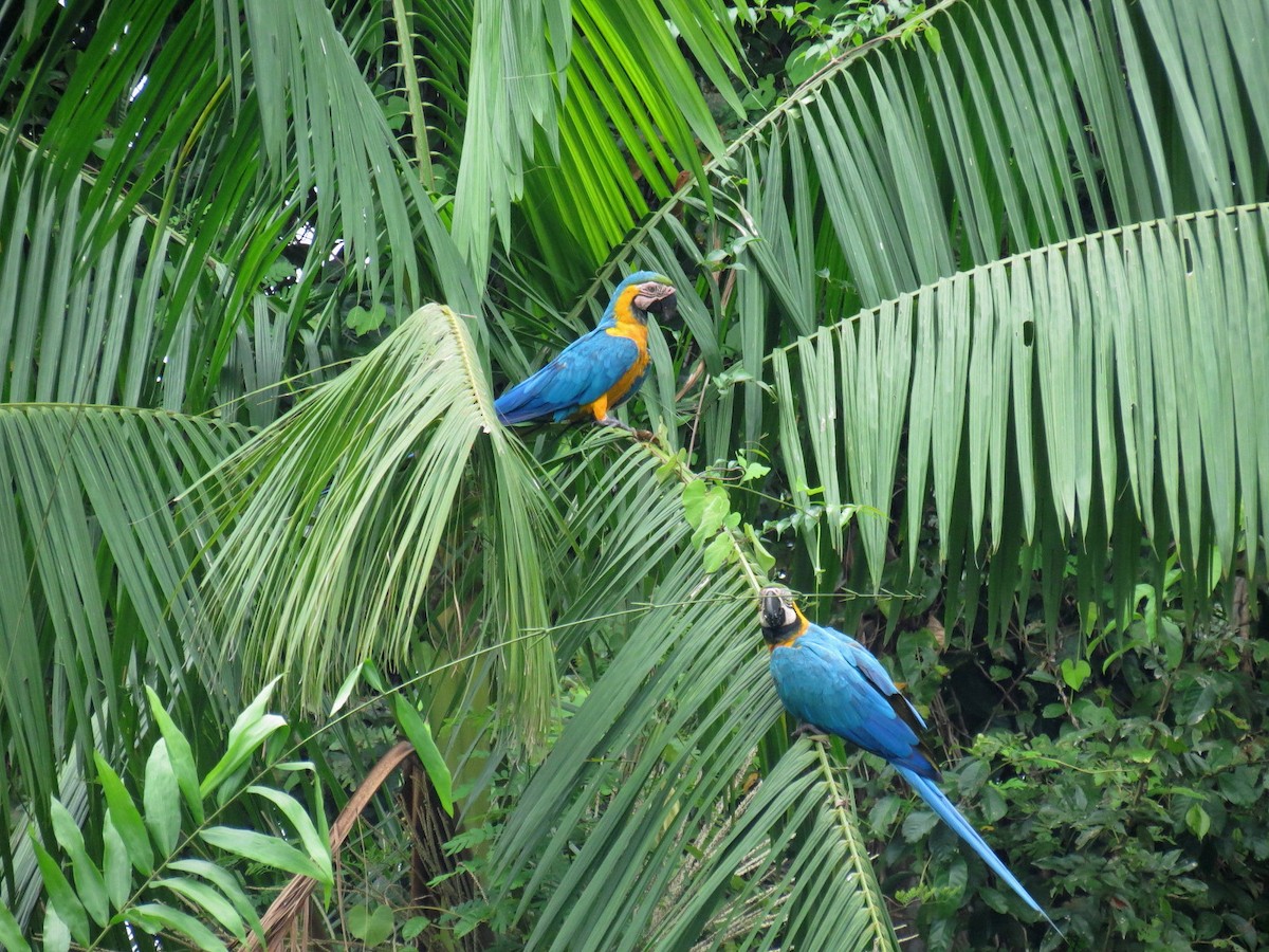 Blue-and-yellow Macaw - ML605940391