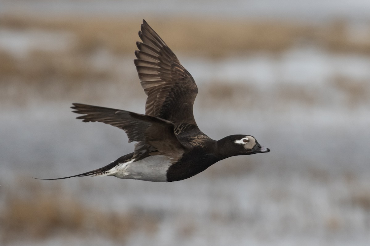 Long-tailed Duck - ML605942251