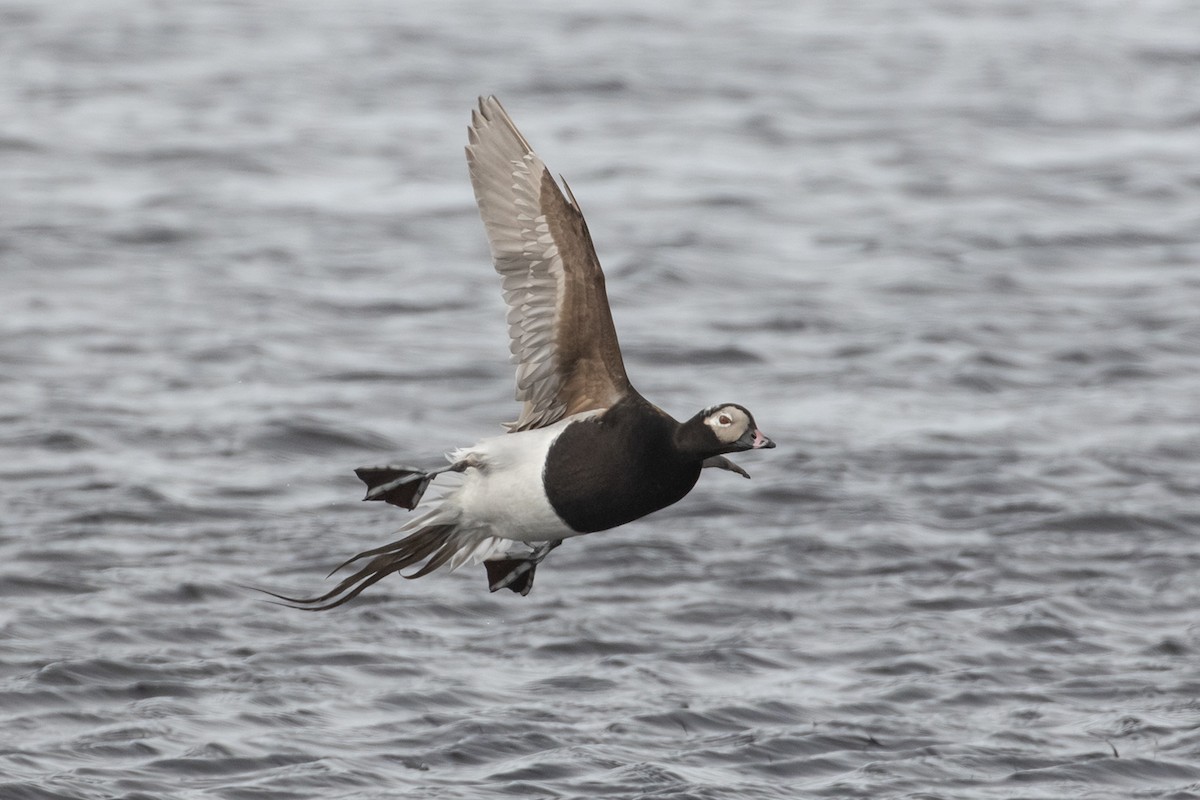 Long-tailed Duck - ML605942261