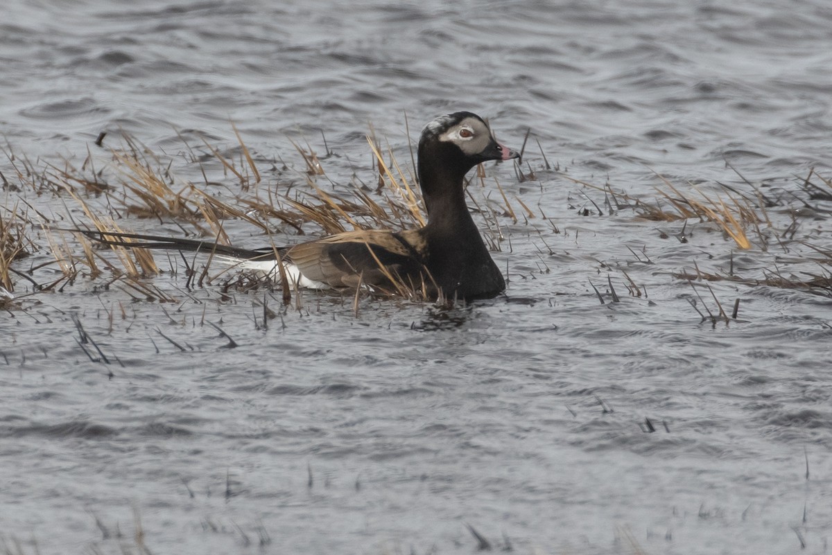 Long-tailed Duck - ML605942271