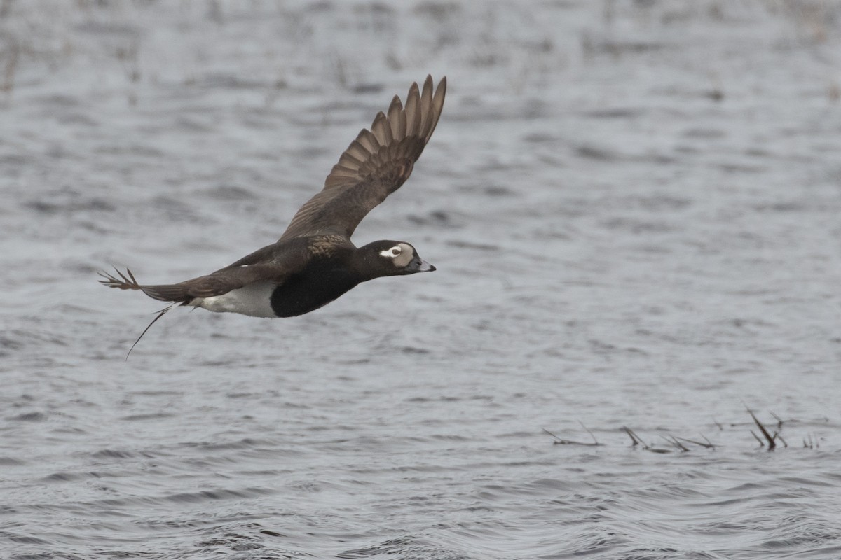 Long-tailed Duck - ML605942291