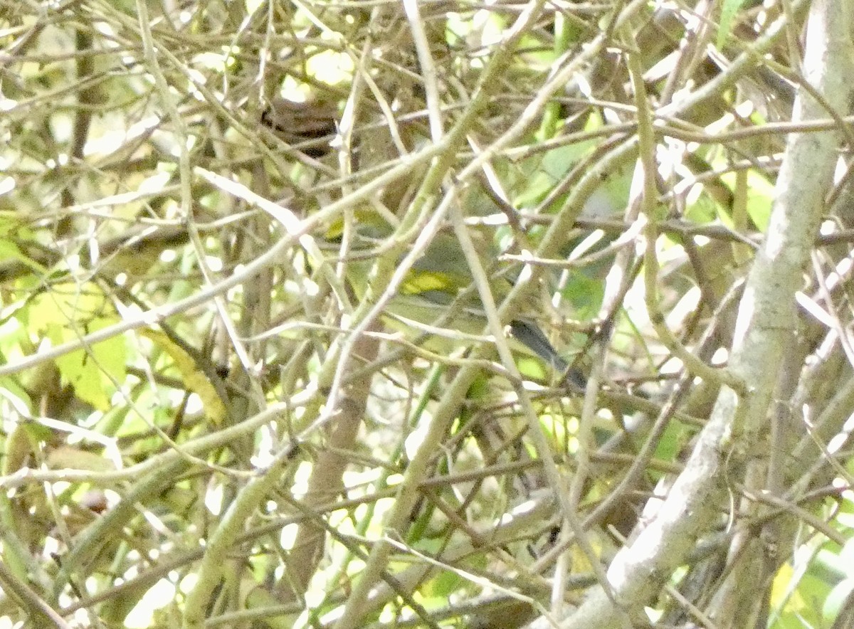 eBird Checklist 22 Aug 2023 Manorville Hills County Park 24 species