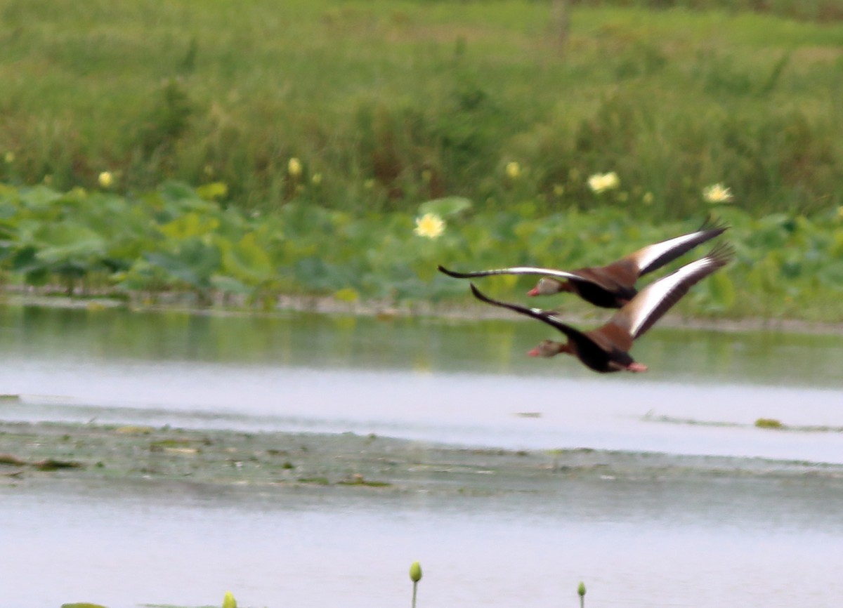 Black-bellied Whistling-Duck - Patricia Isaacson