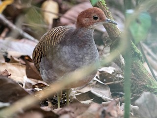  - Barred Tinamou