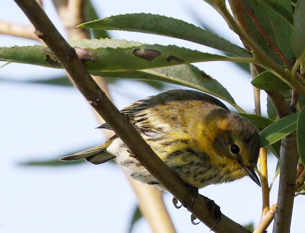 Cape May Warbler - ML605944851