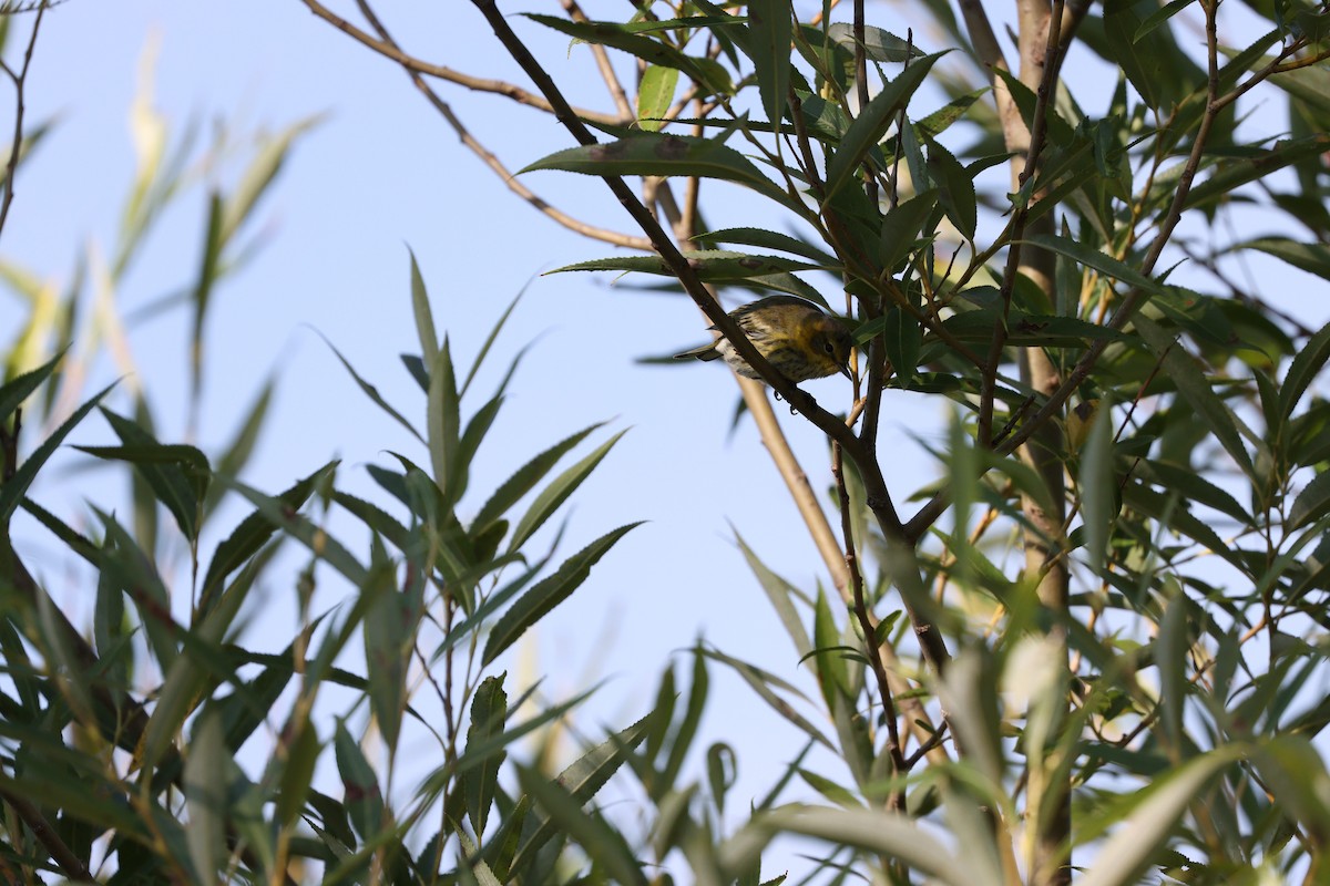 Cape May Warbler - ML605944861