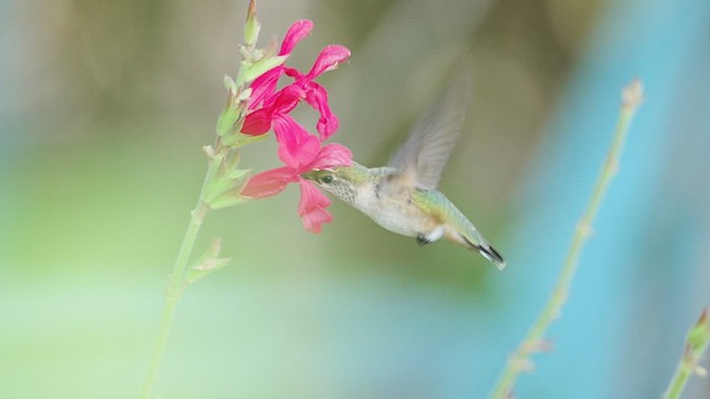 Calliope Hummingbird - ML605944891
