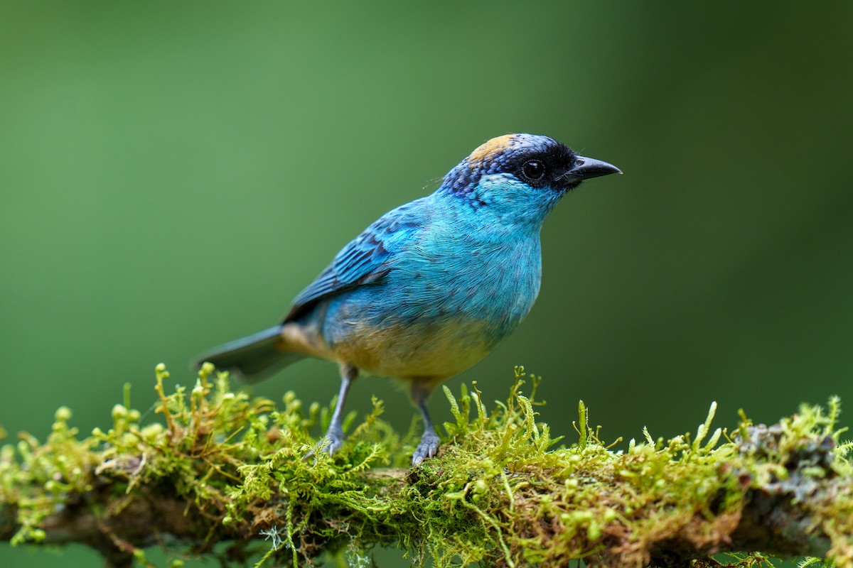 Golden-naped Tanager - ML605946551