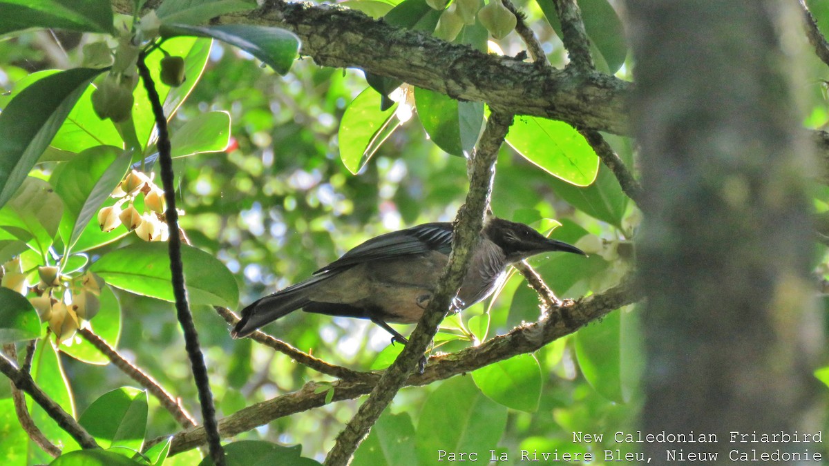 New Caledonian Friarbird - Martien Prins
