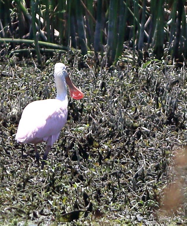 Roseate Spoonbill - Patricia Isaacson