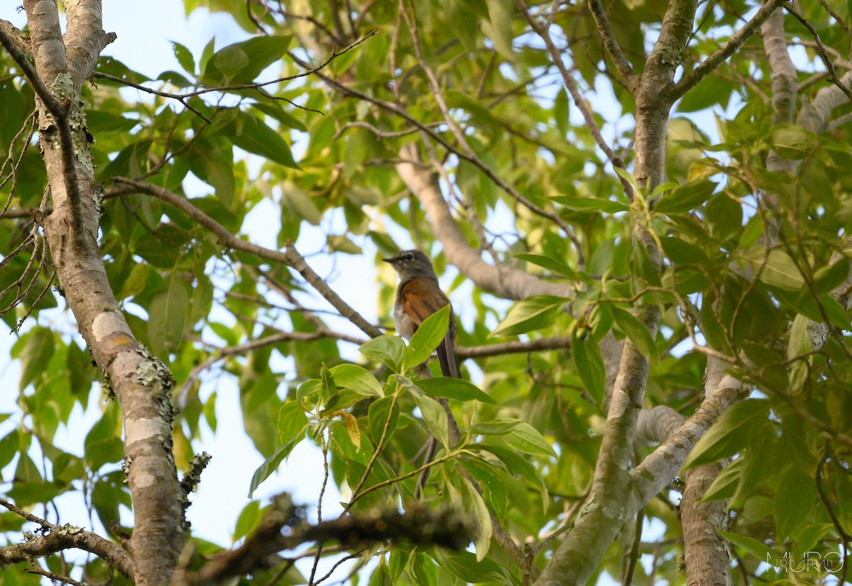 Brown-backed Solitaire - ML605952341