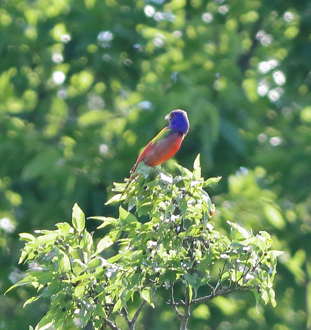 Painted Bunting - ML60595921