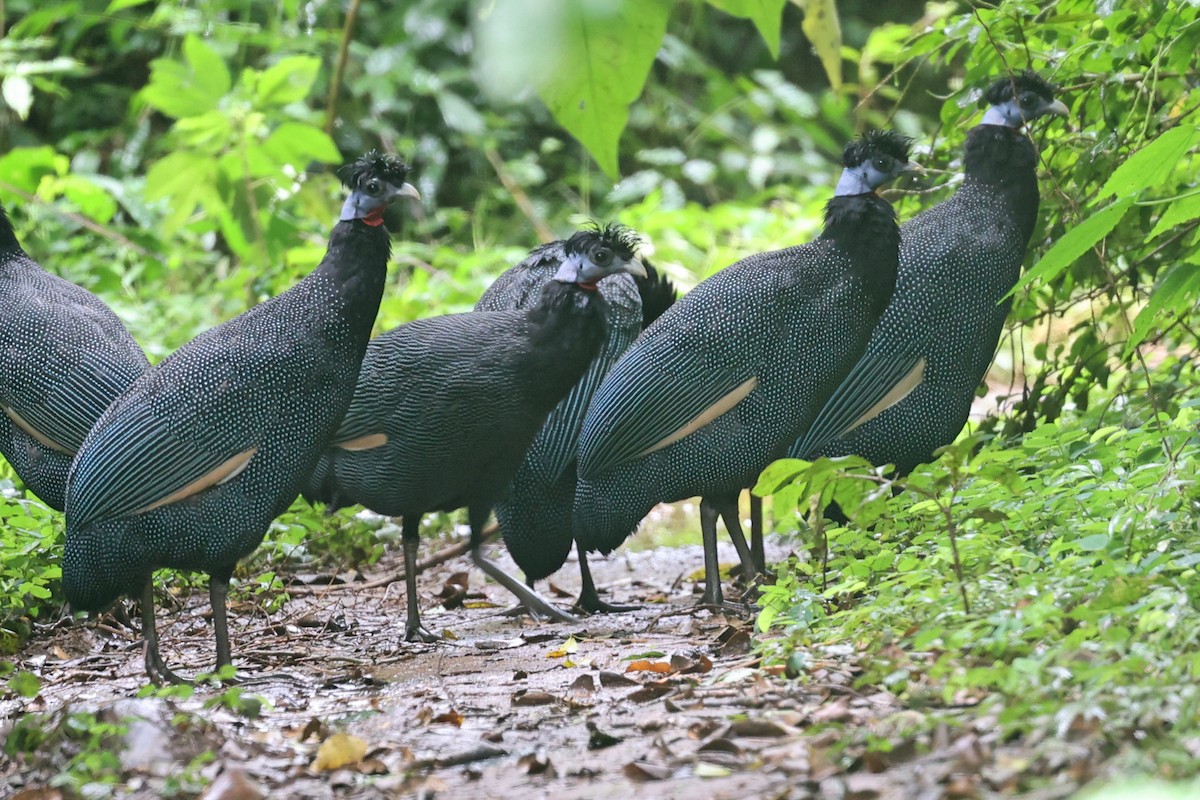 Western Crested Guineafowl - Alan Bedford-Shaw