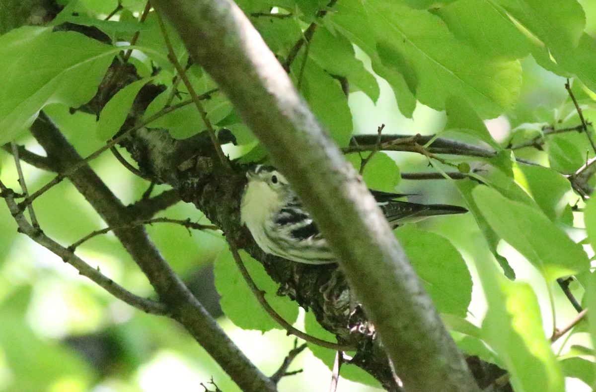 Black-and-white Warbler - ML605972511