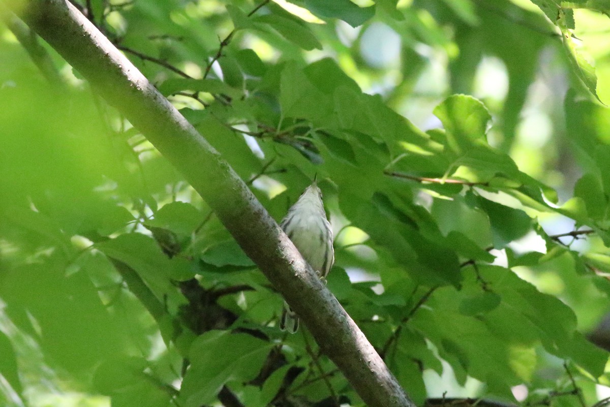 Black-and-white Warbler - ML605972521