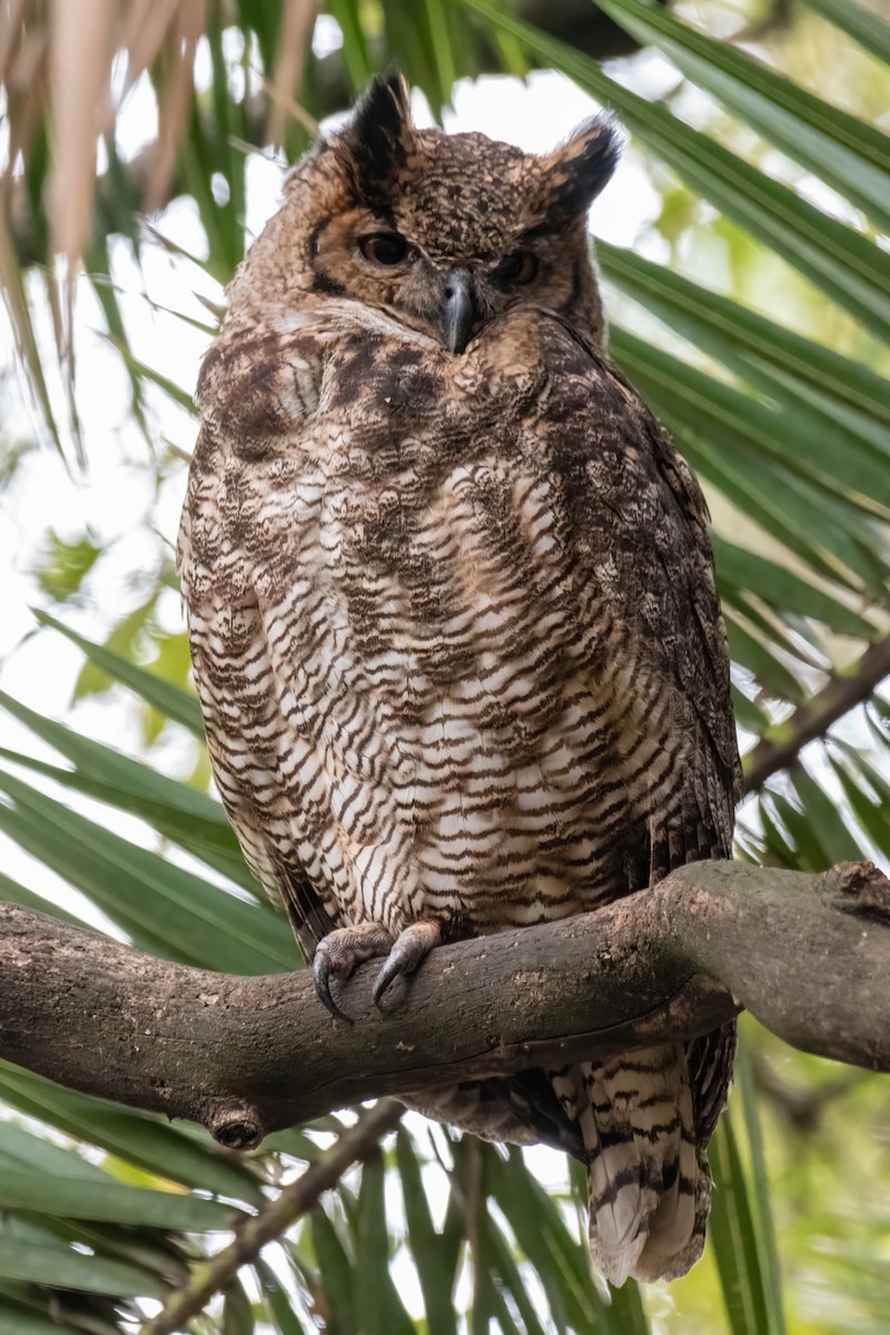Great Horned Owl - ML605979231
