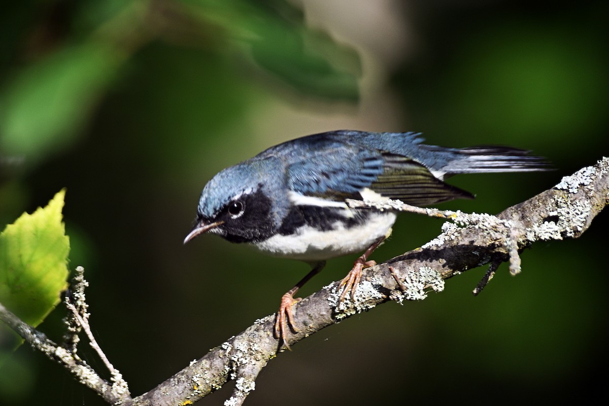 Black-throated Blue Warbler - ML605980981