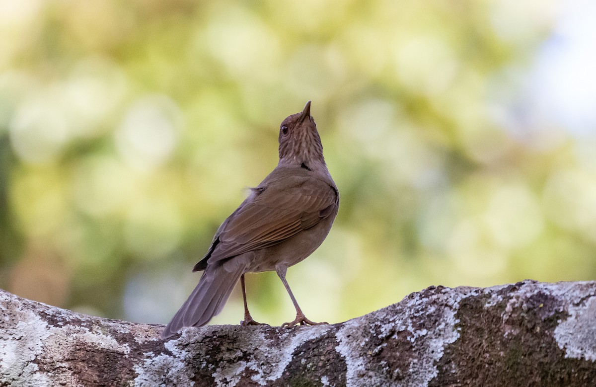 Pale-breasted Thrush - ML605981281