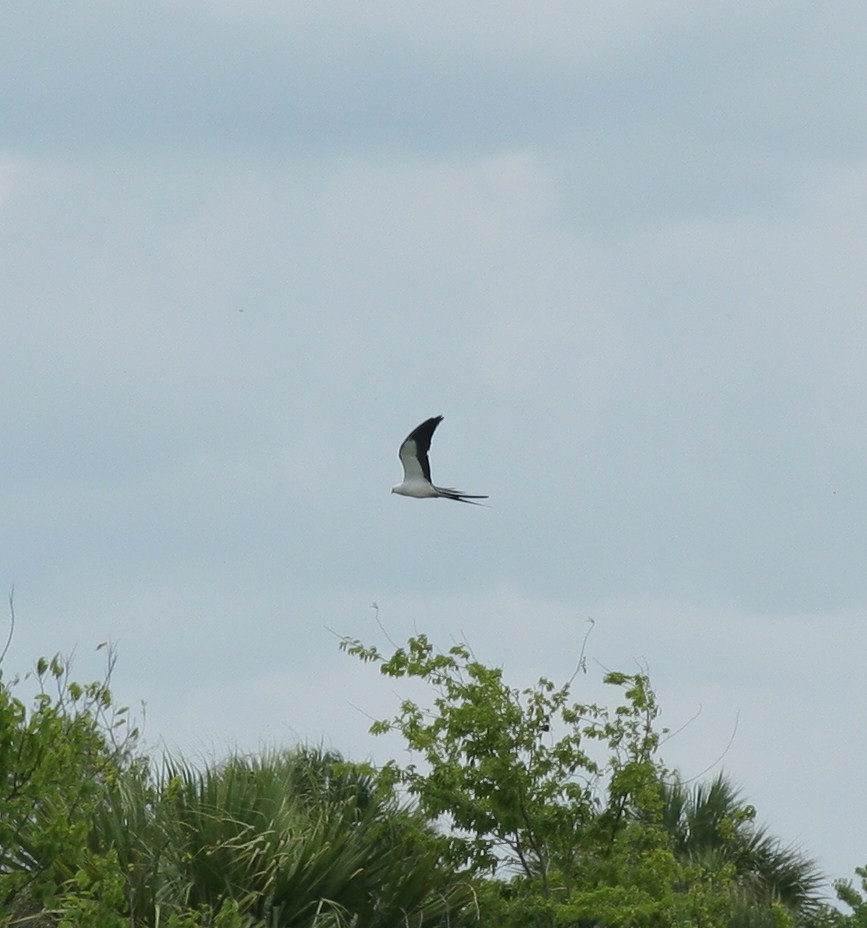 Swallow-tailed Kite - Matthew Bowman