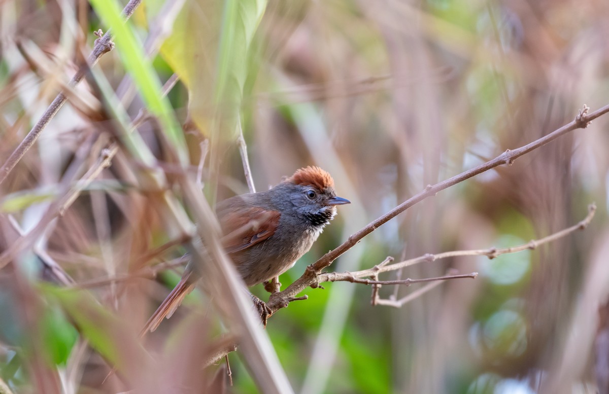 Sooty-fronted Spinetail - ML605983061
