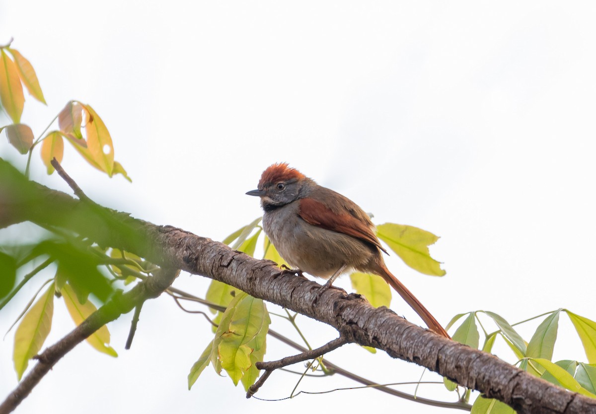 Sooty-fronted Spinetail - ML605983161