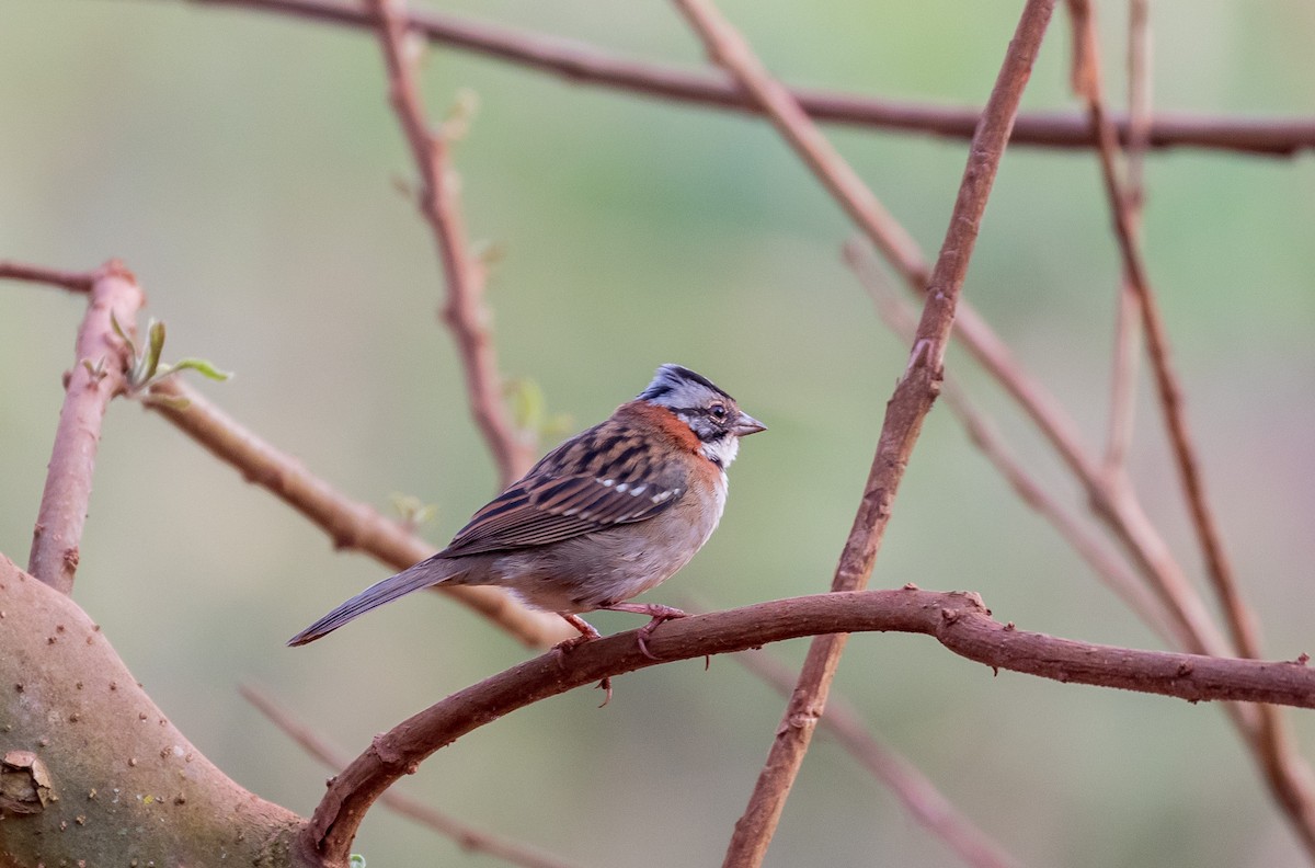 Rufous-collared Sparrow - ML605984621