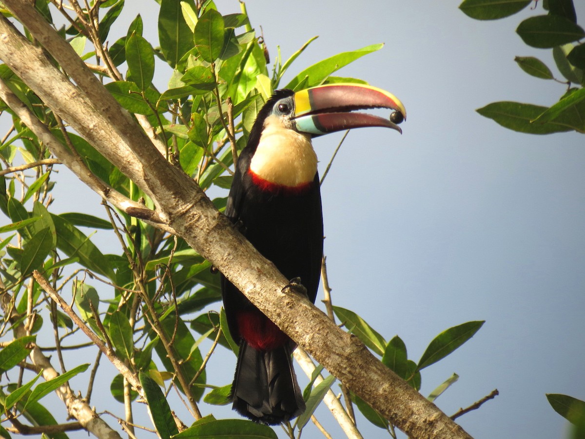 White-throated Toucan (Red-billed) - ML605984821