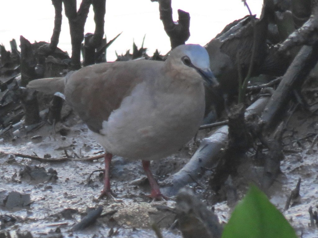 Gray-fronted Dove - ML605985421