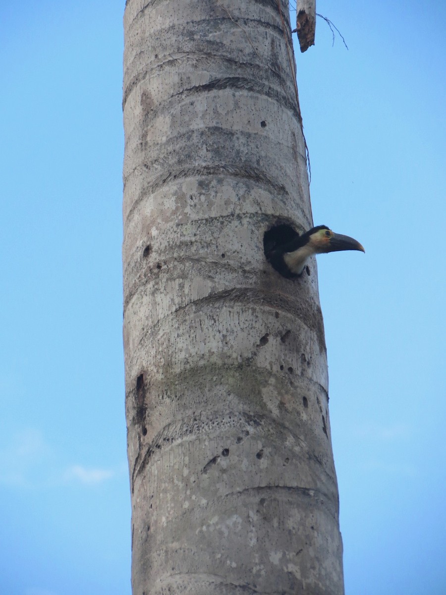 White-throated Toucan (Red-billed) - ML605985651