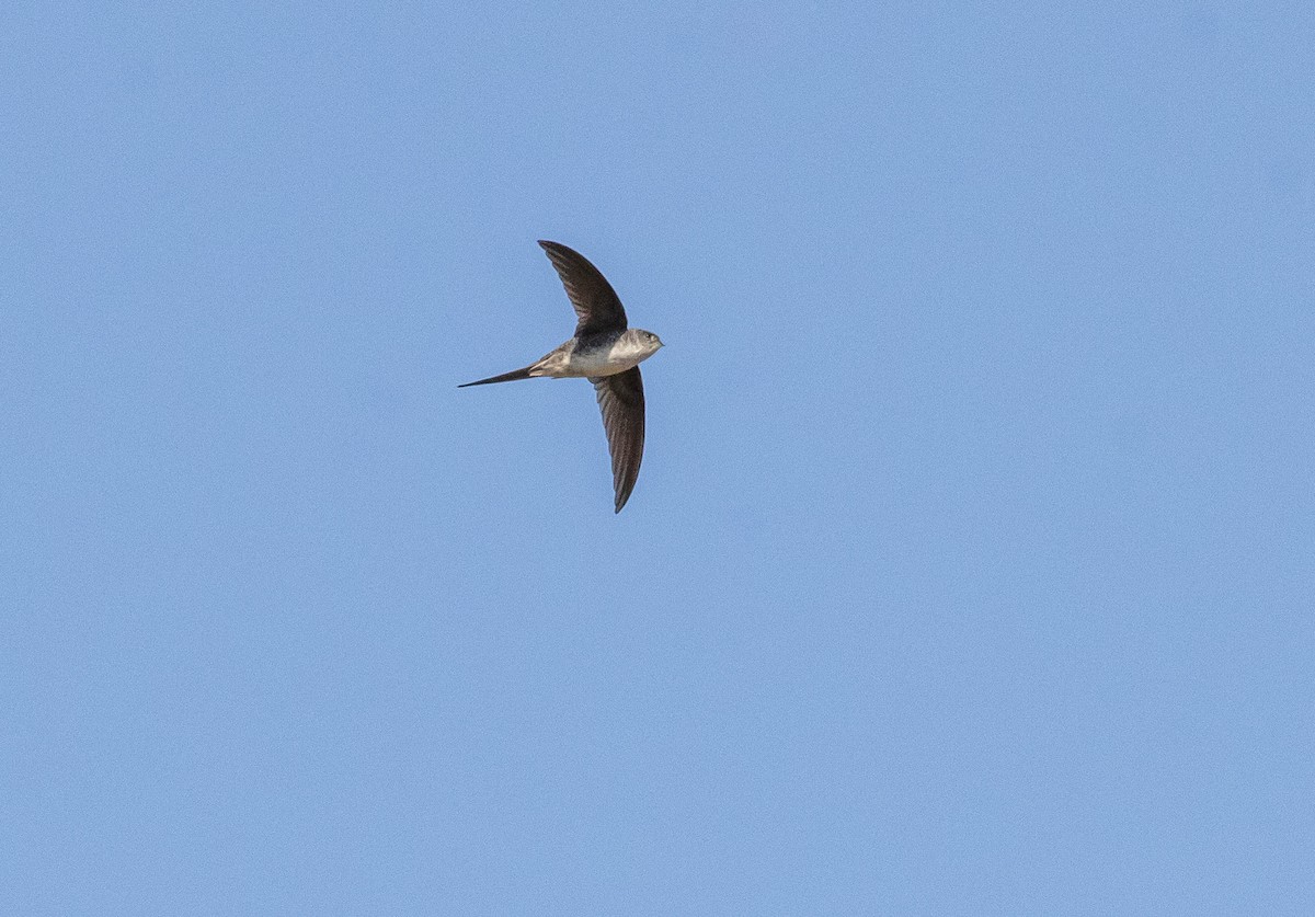 Fork-tailed Palm Swift - ML605986731