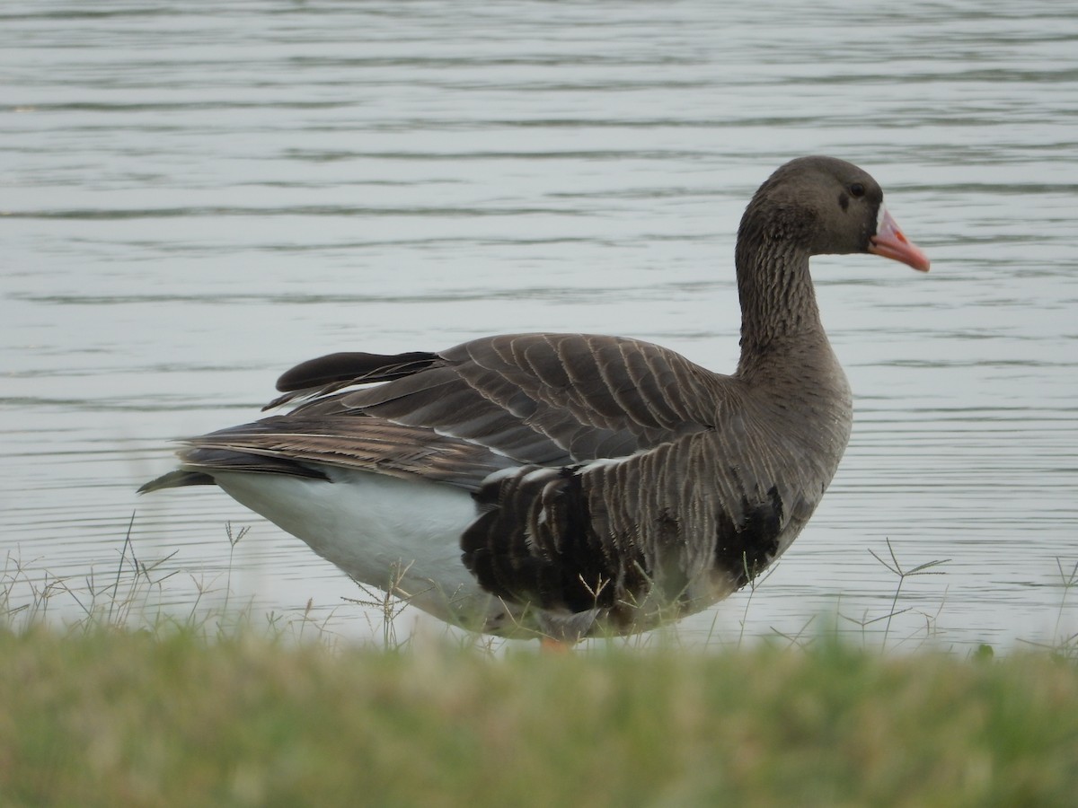 Greater White-fronted Goose - ML605986951