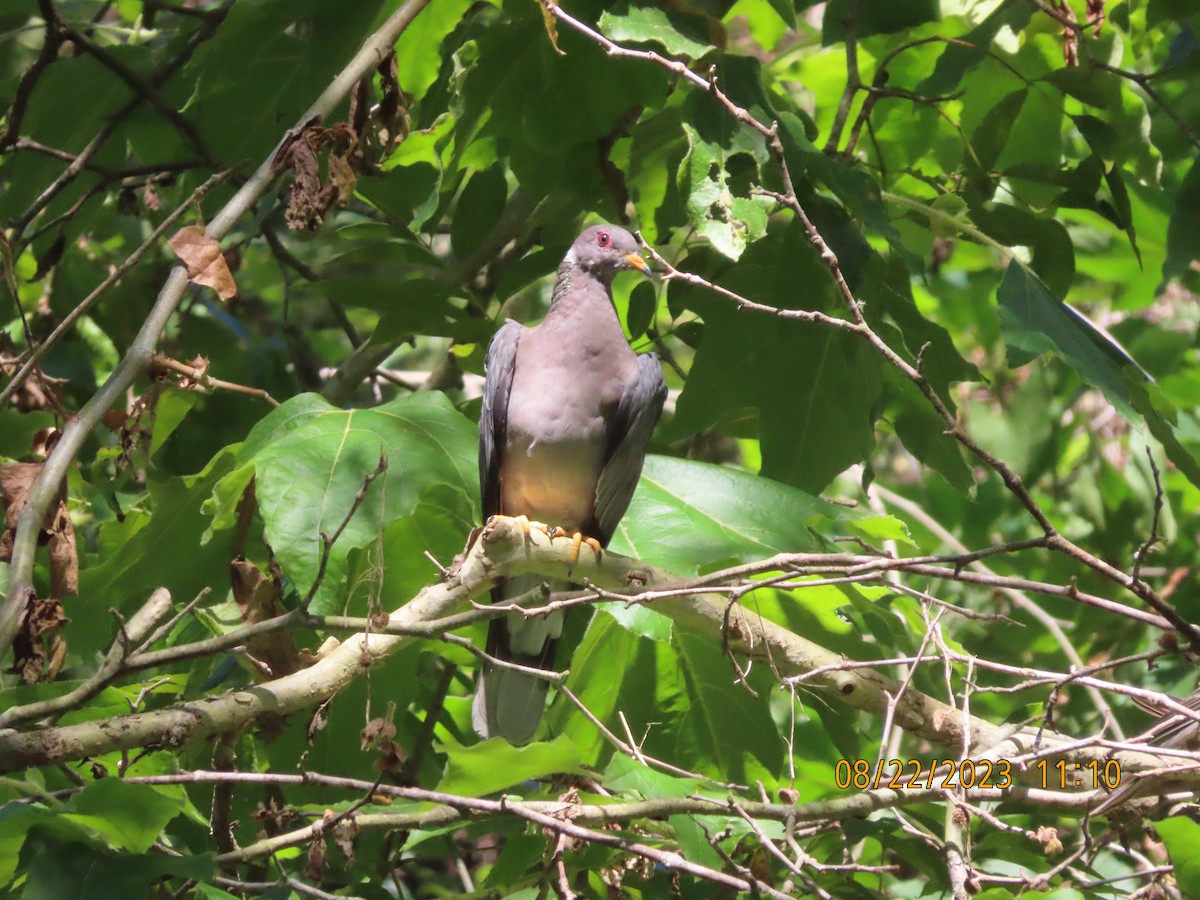Band-tailed Pigeon - ML605988601