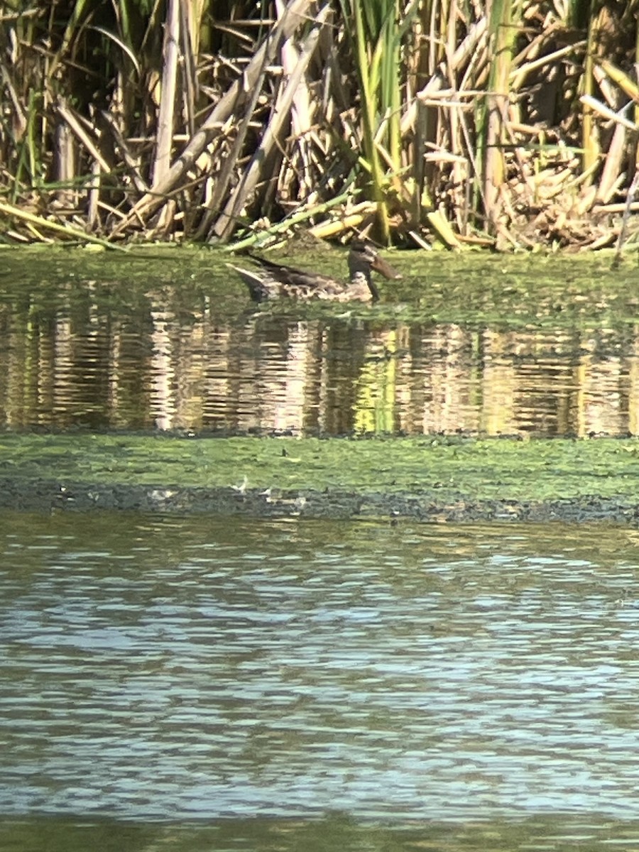 eBird Checklist 22 Aug 2023 BaieduFebvre (station d'épuration