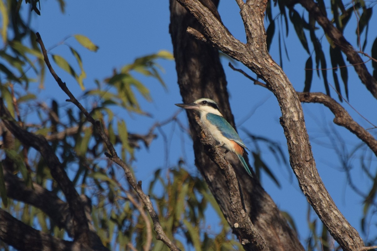 Red-backed Kingfisher - Santi Tabares